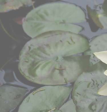 Lotus Leaf