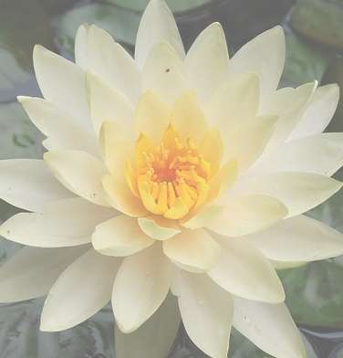 Lotus Flower Center