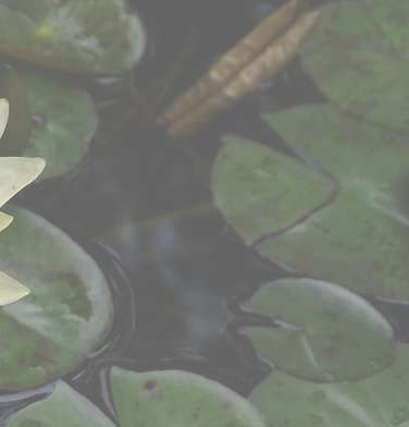 Lotus leaf Right